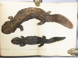 Verzeichniss der Reptilien, welche auf einer Reise im nördlichen America beobachtet wurden