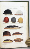 Monograph of the Land and Freshwater Mollusca of the British Isles, in 4 volumes (1894-1924), complete