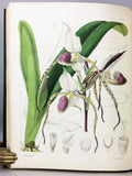 A Second Century of Orchidaceous Plants