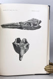 Triassic Ichthyosauria with special reference to the American forms