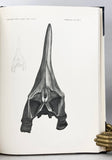 Triassic Ichthyosauria with special reference to the American forms