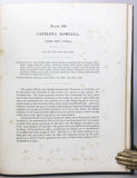 A Second Century of Orchidaceous Plants