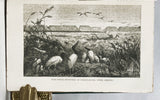 The Naturalist on the River Amazons. A record of adventures, habits of animals, sketches of Brazilian and Indian life, and aspects of nature under the Equator, during eleven years of travel