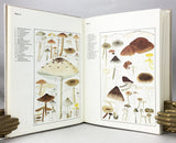 Fungus flora of Venezuela and adjacent countries