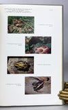 Exploration du Parc National de l’Upemba (Mission G. F. De Witte): Amphibians