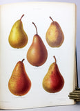 The Herefordshire Pomona, containing figures and descriptions of the most esteemed kinds of Apples and Pears, Volume 2 only with 77 fine chromolithographs colored from Nature by Miss Ellis and Miss Bull