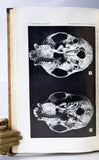 Mammals of Northern Colombia