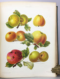 The Herefordshire Pomona, containing figures and descriptions of the most esteemed kinds of Apples and Pears, Volume 2 only with 77 fine chromolithographs colored from Nature by Miss Ellis and Miss Bull