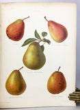 The Herefordshire Pomona, containing figures and descriptions of the most esteemed kinds of Apples and Pears, Volume 2 only with 77 fine chromolithographs colored from Nature by Miss Ellis and Miss Bull