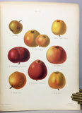 The Herefordshire Pomona, containing figures and descriptions of the most esteemed kinds of Apples and Pears, Volume 2 only with 77 fine chromolithographs colored from Nature by Miss Ellis and Miss Bull