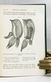 The Various Contrivances by which Orchids are Fertilised by Insects