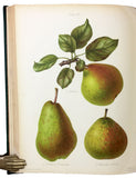 The Herefordshire Pomona, containing figures and descriptions of the most esteemed kinds of Apples and Pears, Volume 2 only with 77 fine chromolithographs colored from Nature by Miss Ellis and Miss Bull