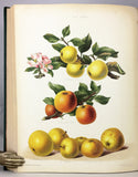 The Herefordshire Pomona, containing figures and descriptions of the most esteemed kinds of Apples and Pears, Volume 2 only with 77 fine chromolithographs colored from Nature by Miss Ellis and Miss Bull