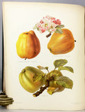 The Herefordshire Pomona, containing figures and descriptions of the most esteemed kinds of Apples and Pears, Volume 2 only with 77 fine chromolithographs colored from Nature by Miss Ellis and Miss Bull