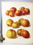 The Herefordshire Pomona, containing figures and descriptions of the most esteemed kinds of Apples and Pears, Volume 2 only with 77 fine chromolithographs colored from Nature by Miss Ellis and Miss Bull