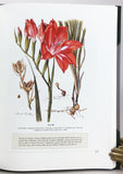 South African Botanical Art: Peeling back the petals (Collector’s edition of 100 numbered copies, this is copy no. 1 presented to ‘The Publisher’ by the author)