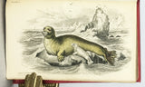 Mammalia: Amphibious Carnivora, including the Walrus and Seals, also of Herbivorous Cetacea + Mammalia: Whales, etc. (The Naturalist's Library, volumes XXV + XXVI), in 2 volumes, complete