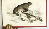 Mammalia: Amphibious Carnivora, including the Walrus and Seals, also of Herbivorous Cetacea + Mammalia: Whales, etc. (The Naturalist's Library, volumes XXV + XXVI), in 2 volumes, complete