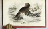 Mammalia: Amphibious Carnivora, including the Walrus and Seals, also of Herbivorous Cetacea + Mammalia: Whales, etc. (The Naturalist's Library, volumes XXV + XXVI), in 2 volumes, complete