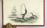 Mammalia: Amphibious Carnivora, including the Walrus and Seals, also of Herbivorous Cetacea + Mammalia: Whales, etc. (The Naturalist's Library, volumes XXV + XXVI), in 2 volumes, complete