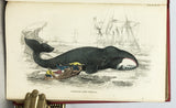 Mammalia: Amphibious Carnivora, including the Walrus and Seals, also of Herbivorous Cetacea + Mammalia: Whales, etc. (The Naturalist's Library, volumes XXV + XXVI), in 2 volumes, complete