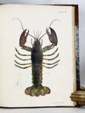 Natural History of New York. Zoology of New-York, or the New-York fauna; comprising detailed descriptions of all the animals hitherto observed within the State of New-York, Part V: Mollusca + Part VI: Crustacea (with 53 hand-colored plates)