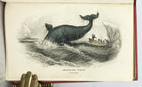 Mammalia: Amphibious Carnivora, including the Walrus and Seals, also of Herbivorous Cetacea + Mammalia: Whales, etc. (The Naturalist's Library, volumes XXV + XXVI), in 2 volumes, complete