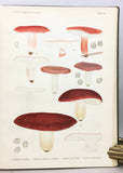 Flora Agaricina Danica, Vol. I-V complete, bound in two volumes, with 200 fine chromolithographs
