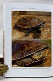 Toad-Headed Turtles of the Genus Mesoclemmys: Distribution, Natural History, Husbandry