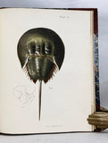 Natural History of New York. Zoology of New-York, or the New-York fauna; comprising detailed descriptions of all the animals hitherto observed within the State of New-York, Part V: Mollusca + Part VI: Crustacea (with 53 hand-colored plates)