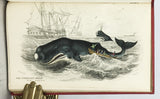 Mammalia: Amphibious Carnivora, including the Walrus and Seals, also of Herbivorous Cetacea + Mammalia: Whales, etc. (The Naturalist's Library, volumes XXV + XXVI), in 2 volumes, complete