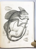 Batrachia and Reptilia of Costa Rica with Notes on the Herpetology and Ichthyology of Nicaragua and Peru