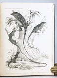 Batrachia and Reptilia of Costa Rica with Notes on the Herpetology and Ichthyology of Nicaragua and Peru