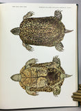 Antillean Terrapins