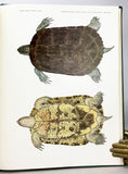 Antillean Terrapins