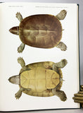 Antillean Terrapins