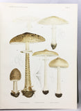 Flora Agaricina Danica, Vol. I-V complete, bound in two volumes, with 200 fine chromolithographs