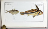 Allgemeine Naturgeschichte der Fische: I. Naturgeschichte der ausländischen Fische, 9 parts in 4 volumes (text) + II. Oeconomische Naturgeschichte der Fische Deutschlands, with 432 fine color plates in 2 volumes (plates)