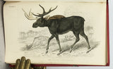 Mammalia: Deer, Antelopes, Camels, etc. + Mammalia: Goats, Sheep and Oxen, etc. (The Naturalist’s Library, volumes XXI + XXII), in 2 volumes, complete