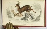 Mammalia: Deer, Antelopes, Camels, etc. + Mammalia: Goats, Sheep and Oxen, etc. (The Naturalist’s Library, volumes XXI + XXII), in 2 volumes, complete