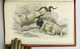 Mammalia: Deer, Antelopes, Camels, etc. + Mammalia: Goats, Sheep and Oxen, etc. (The Naturalist’s Library, volumes XXI + XXII), in 2 volumes, complete