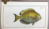 Allgemeine Naturgeschichte der Fische: I. Naturgeschichte der ausländischen Fische, 9 parts in 4 volumes (text) + II. Oeconomische Naturgeschichte der Fische Deutschlands, with 432 fine color plates in 2 volumes (plates)