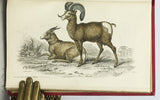 Mammalia: Deer, Antelopes, Camels, etc. + Mammalia: Goats, Sheep and Oxen, etc. (The Naturalist’s Library, volumes XXI + XXII), in 2 volumes, complete