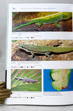 Geckos of Madagascar, The Seychelles, Comoros and Mascarene Islands / Geckos Madagaskars, der Seychellen, Komoren und Maskarenen