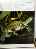 Australian Freshwater Turtles