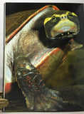 Australian Freshwater Turtles