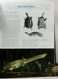Australian Freshwater Turtles