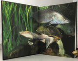 Australian Freshwater Turtles