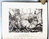 Photogravure of American Fungi