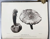 Photogravure of American Fungi